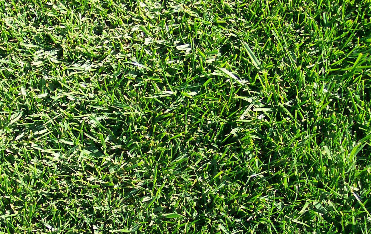 Kentucky Grass Sod from Brumfield Sod Farms - Brumfield Sod Farms